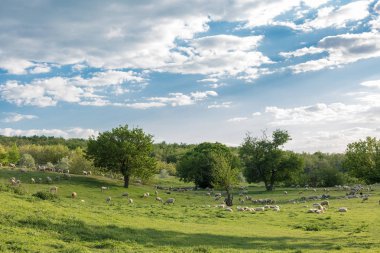 Koyunlar ve keçiler baharda yeşil çimlerde otlar.