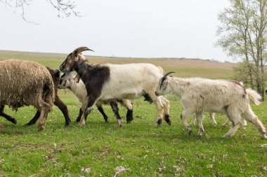 Koyunlar ve keçiler baharda yeşil çimlerde otlar.