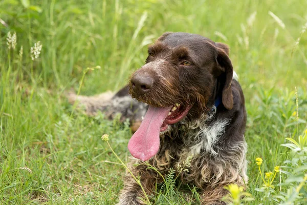 Alemão Cão Guarda Caça Drahthaar Belo Retrato Cão Verão — Fotografia de Stock