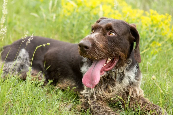 ドイツ狩猟監視 Drahthaar 夏に美しい犬の肖像画 — ストック写真