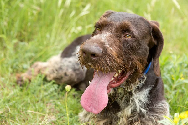 ドイツ狩猟監視 Drahthaar 夏に美しい犬の肖像画 — ストック写真