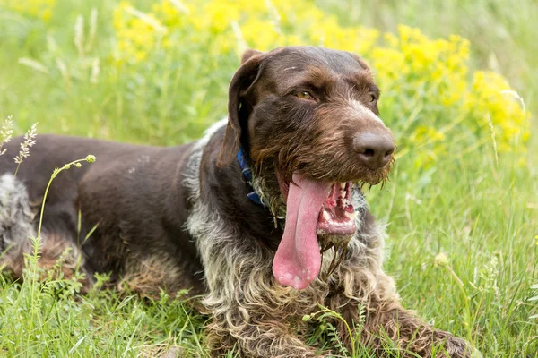 德国狩猎看门狗拉哈拉 美丽的狗肖像在夏天 — 图库照片