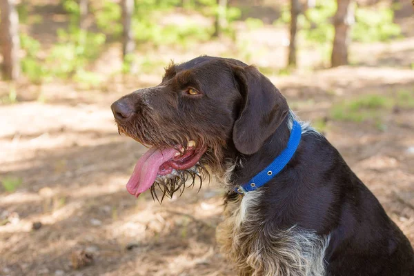 Alemão Cão Guarda Caça Drahthaar Belo Retrato Cão Verão — Fotografia de Stock