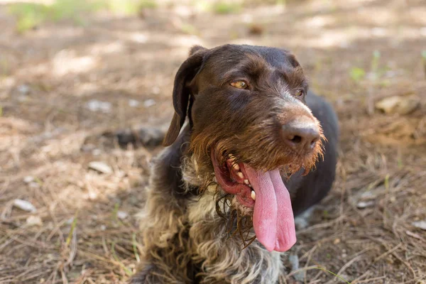 ドイツ狩猟監視 Drahthaar 夏に美しい犬の肖像画 — ストック写真