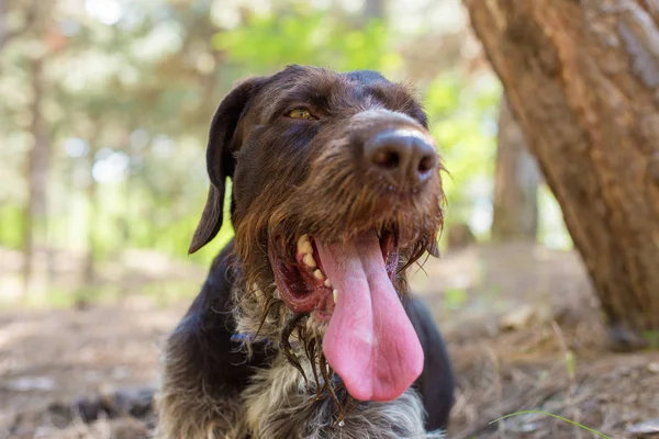 Chien Chasse Allemand Drahthaar Beau Portrait Chien Été — Photo