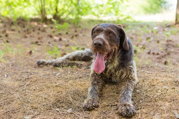 Alemão Cão Guarda Caça Drahthaar Belo Retrato Cão Verão — Fotografia de Stock