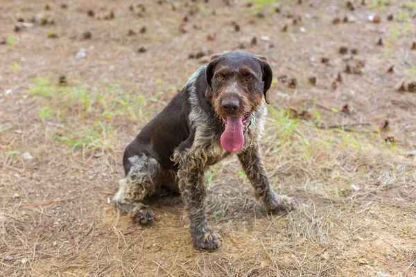 Γερμανικά Κυνήγι Φύλακα Drahthaar Όμορφο Σκύλο Πορτρέτο Καλοκαίρι — Φωτογραφία Αρχείου