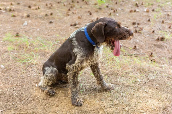 Caccia Tedesca Cane Drahthaar Bellissimo Ritratto Del Cane Estate — Foto Stock