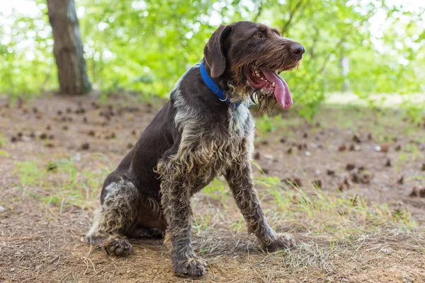 ドイツ狩猟監視 Drahthaar 夏に美しい犬の肖像画 — ストック写真