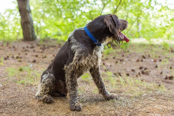 Caccia Tedesca Cane Drahthaar Bellissimo Ritratto Del Cane Estate — Foto Stock