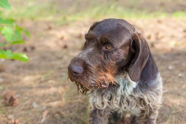 Caccia Tedesca Cane Drahthaar Bellissimo Ritratto Del Cane Estate — Foto Stock