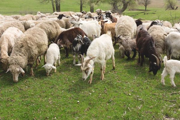 Pecore Capre Pascolano Sull Erba Verde Primavera — Foto Stock