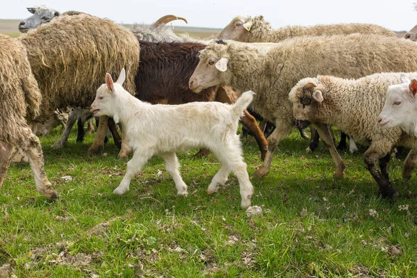 Les Moutons Les Chèvres Pâturent Sur Herbe Verte Printemps — Photo