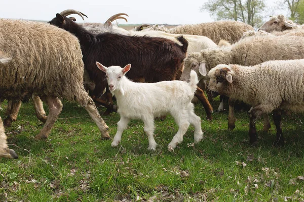 春天里 羊和山羊在青草上吃草 — 图库照片