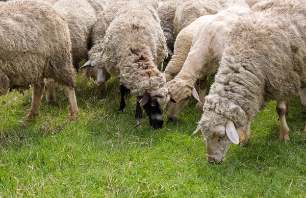 Sheep and goats graze on green grass in spring