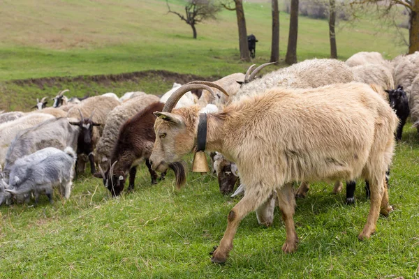 Pecore Capre Pascolano Sull Erba Verde Primavera — Foto Stock