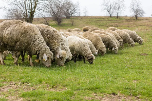 Sheep and goats graze on green grass in spring