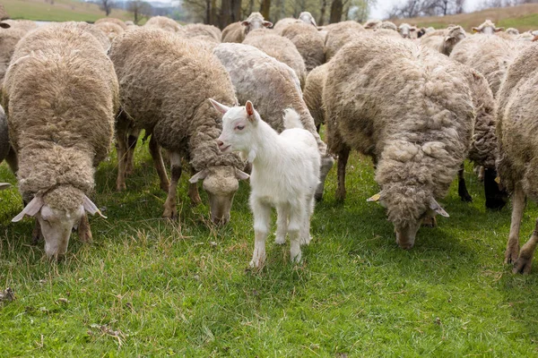 Sheep and goats graze on green grass in spring