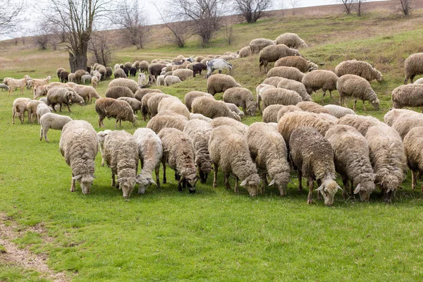 Πρόβατα Και Αίγες Βόσκουν Στο Πράσινο Γρασίδι Την Άνοιξη — Φωτογραφία Αρχείου