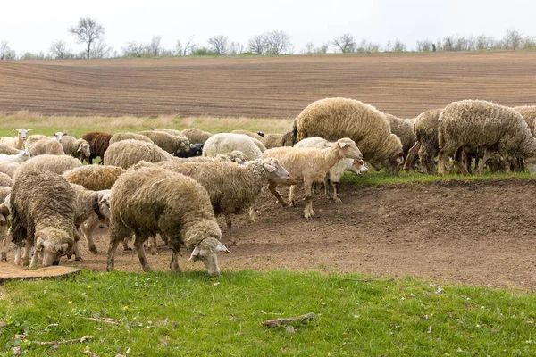 Sheep and goats graze on green grass in spring