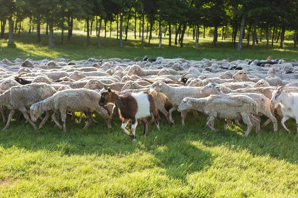 Ovejas Cabras Pastan Sobre Hierba Verde Primavera —  Fotos de Stock