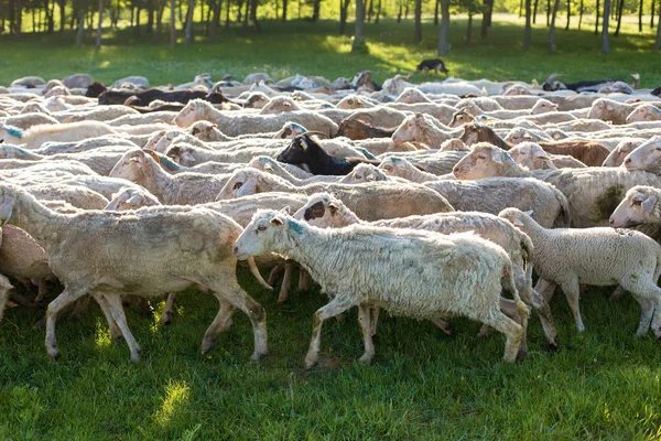 Les Moutons Les Chèvres Pâturent Sur Herbe Verte Printemps — Photo