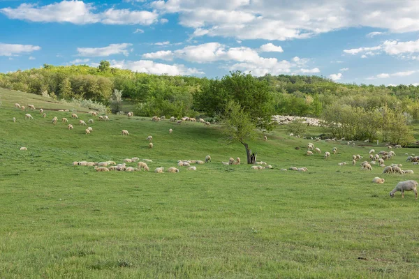 Ovejas Cabras Pastan Sobre Hierba Verde Primavera — Foto de Stock