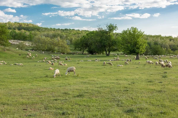 Ovejas Cabras Pastan Sobre Hierba Verde Primavera — Foto de Stock