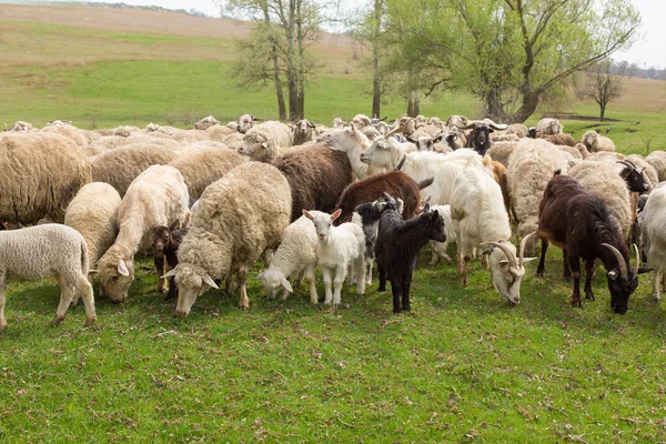 Sheep Goats Graze Green Grass Spring — Stock Photo, Image