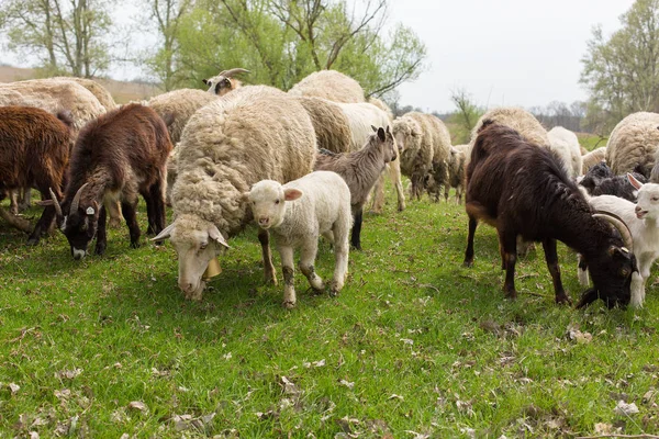 Ovinos Cabras Pastam Grama Verde Primavera — Fotografia de Stock