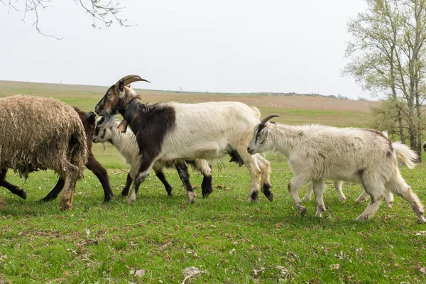 春天里 羊和山羊在青草上吃草 — 图库照片