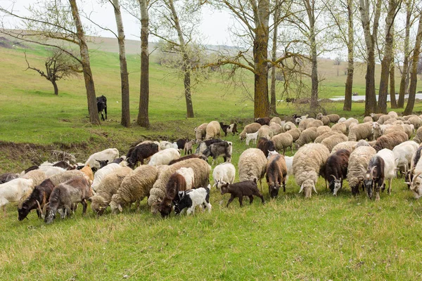 春には羊やヤギが緑の草に草を食べる — ストック写真