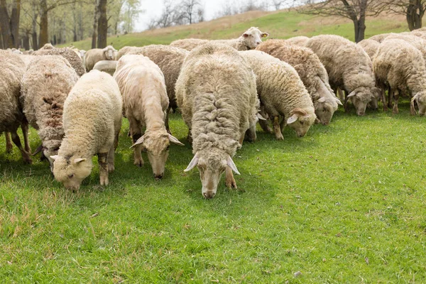 Pecore Capre Pascolano Sull Erba Verde Primavera — Foto Stock