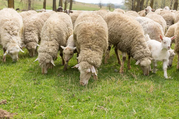 Les Moutons Les Chèvres Pâturent Sur Herbe Verte Printemps — Photo