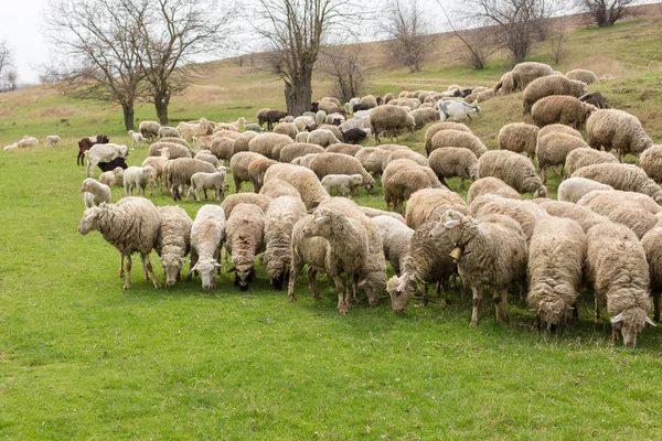 Sheep Goats Graze Green Grass Spring — Stock Photo, Image