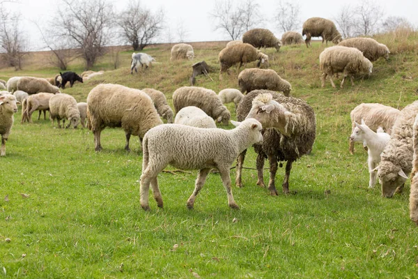 Ovejas Cabras Pastan Sobre Hierba Verde Primavera — Foto de Stock
