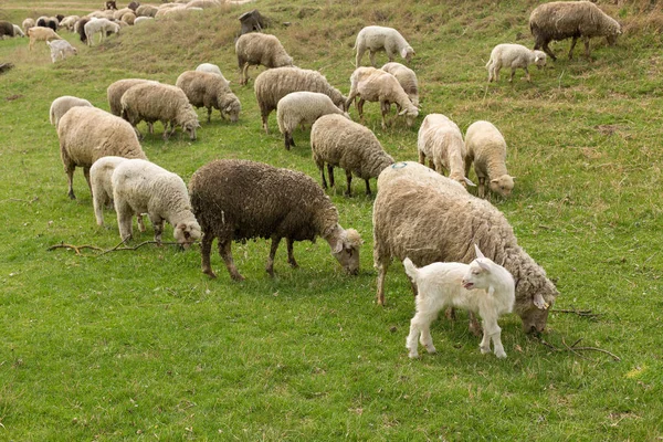 Sheep and goats graze on green grass in spring