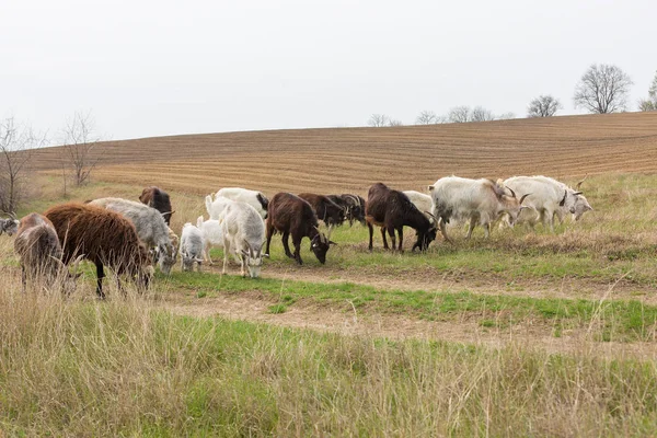 春には羊やヤギが緑の草に草を食べる — ストック写真