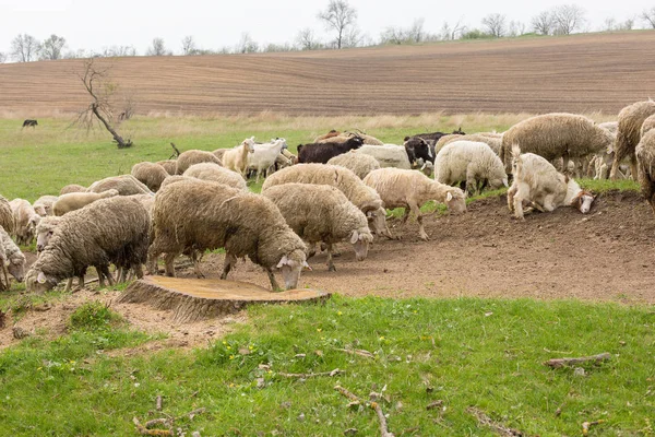 Sheep and goats graze on green grass in spring