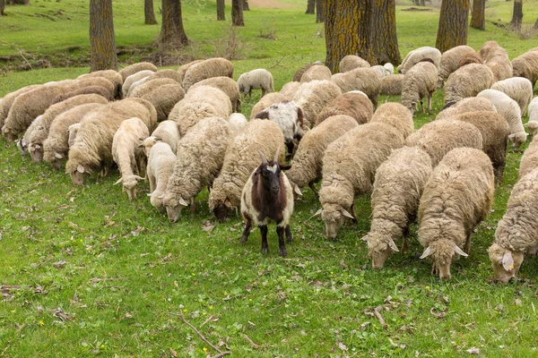 Sheep and goats graze on green grass in spring