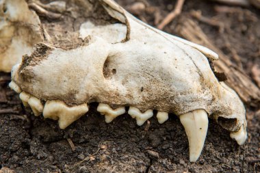 arkeolojik kazılar, yerleşim, İskitler kalıntıları