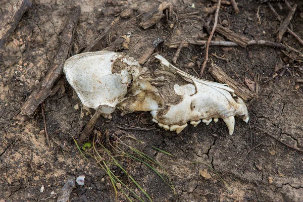 Archäologische Ausgrabungen Überreste Der Siedlung Die Sensen — Stockfoto