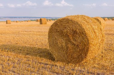Alandan sonra hasat, büyük yuvarlak balya saman