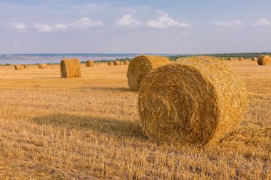Alandan sonra hasat, büyük yuvarlak balya saman