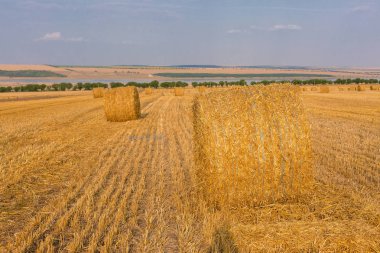 Alandan sonra hasat, büyük yuvarlak balya saman