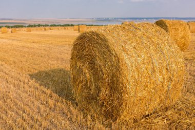 Alandan sonra hasat, büyük yuvarlak balya saman