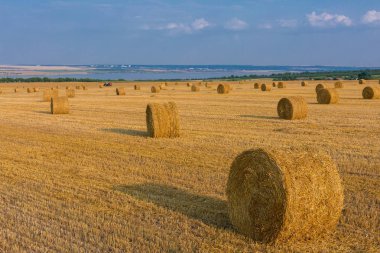 Alandan sonra hasat, büyük yuvarlak balya saman