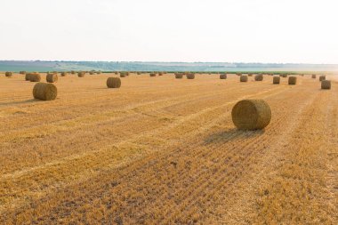 Alandan sonra hasat, büyük yuvarlak balya saman