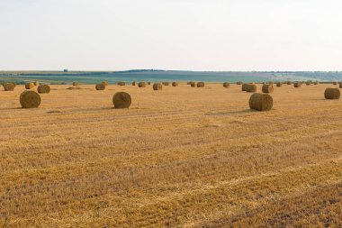 Alandan sonra hasat, büyük yuvarlak balya saman