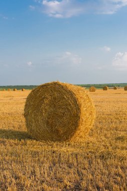 Alandan sonra hasat, büyük yuvarlak balya saman
